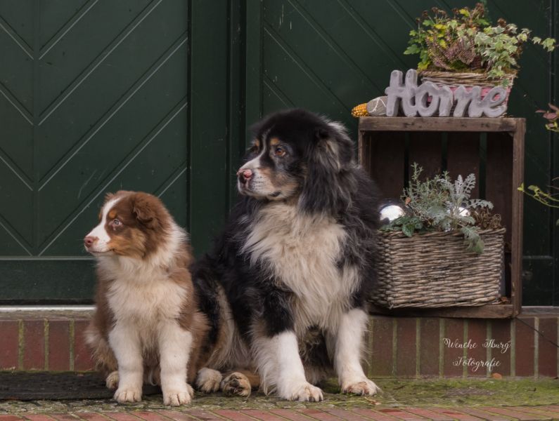 Cantus - unser Hofhund